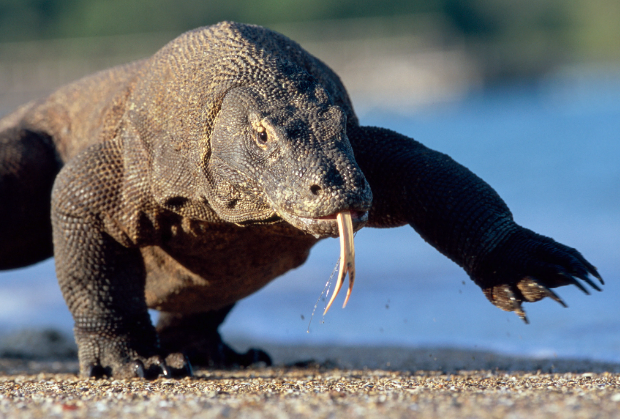 Komodo Dragon