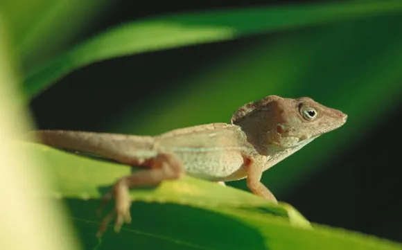 Large-headed Anole