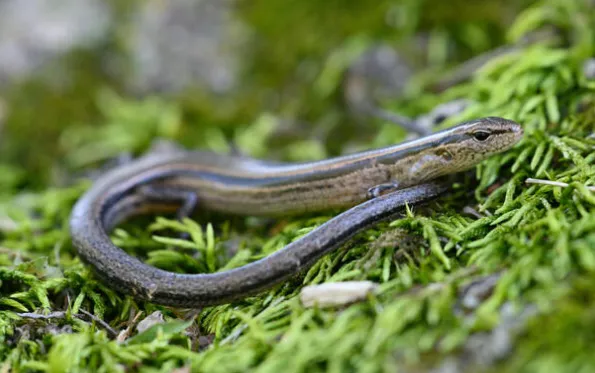 Little Brown Skink