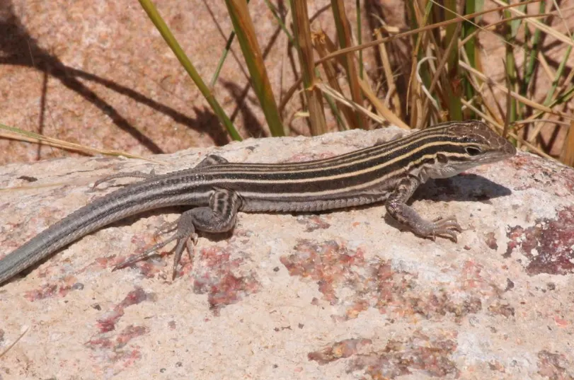 Little Striped Whiptail