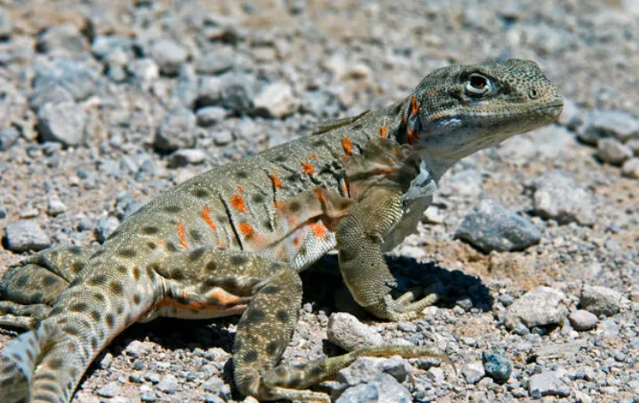 Long-Nosed Leopard Lizard