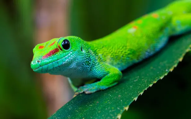 Madagascar Giant Day Gecko