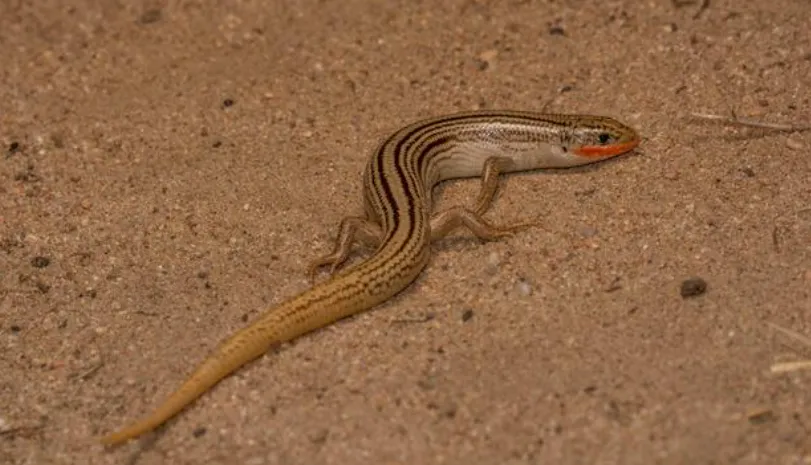 Many-Lined Skink