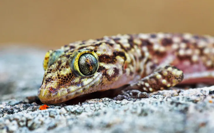 Mediterranean Gecko