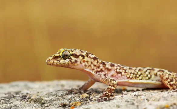 Mediterranean House Gecko