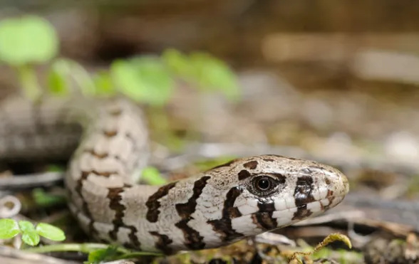 Mimic Glass Lizard