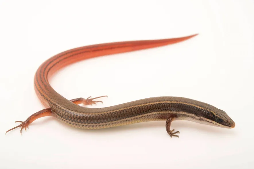 mole skink