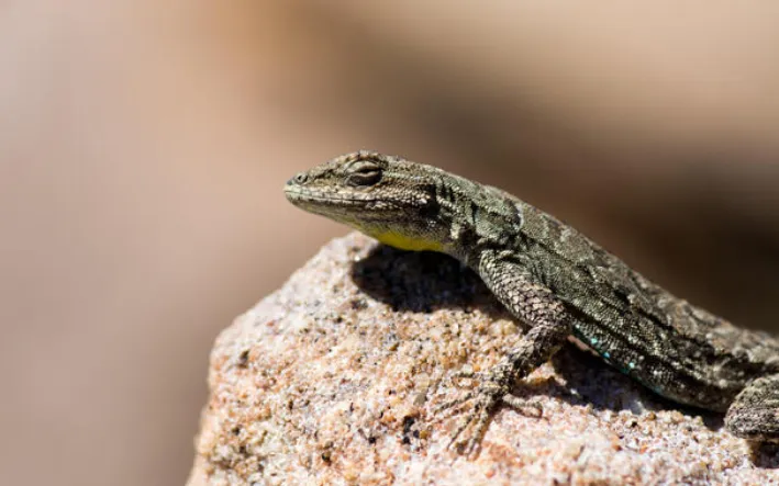 Ornate Tree Lizard