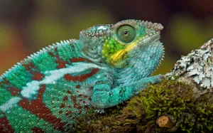 Panther Chameleon