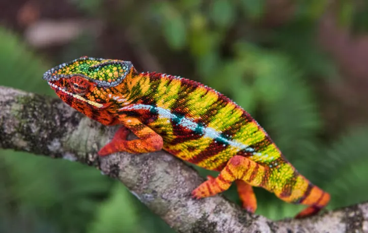 Panther Chameleon