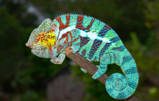 panther chameleon