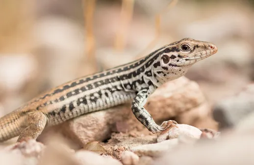 Plateau Spotted Whiptail