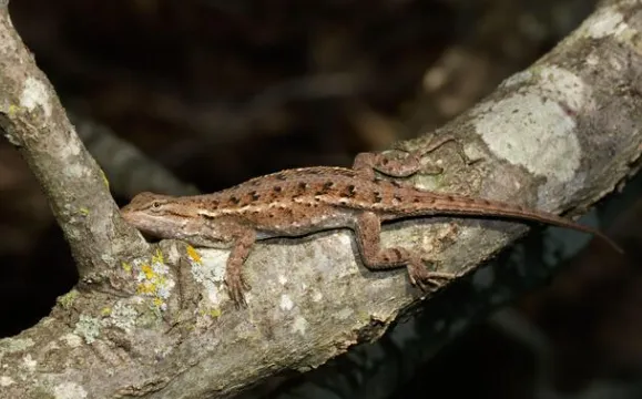 Prairie Lizard