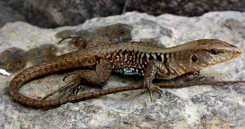 Rainbow Ameiva