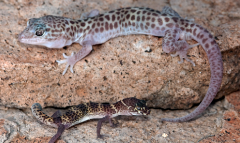 Reticulate Banded Gecko