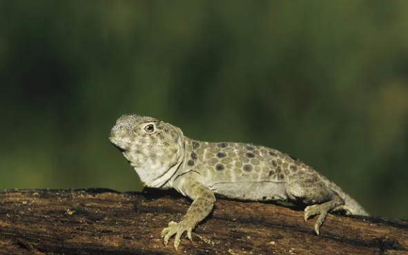 Reticulate Collared Lizard