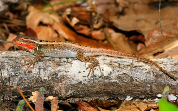 Rose-Bellied Lizard