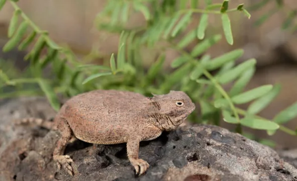 Round-Tailed Horned Lizard