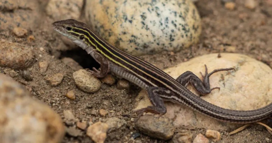 Six-Lined Racerunner