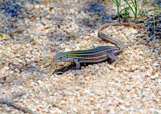 Six-lined Racerunner