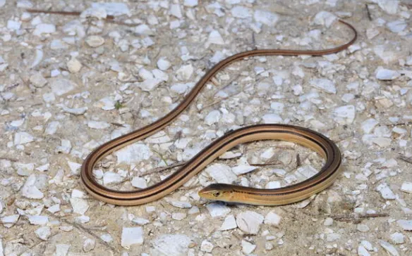 Slender Glass Lizard