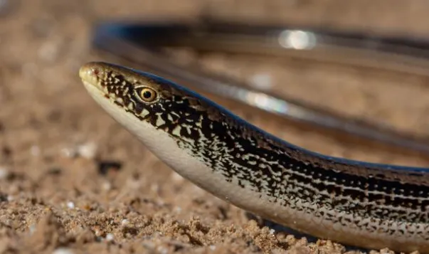 Slender Glass Lizard