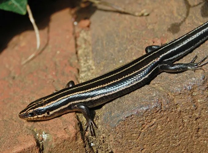 Southeastern Five-lined Skink