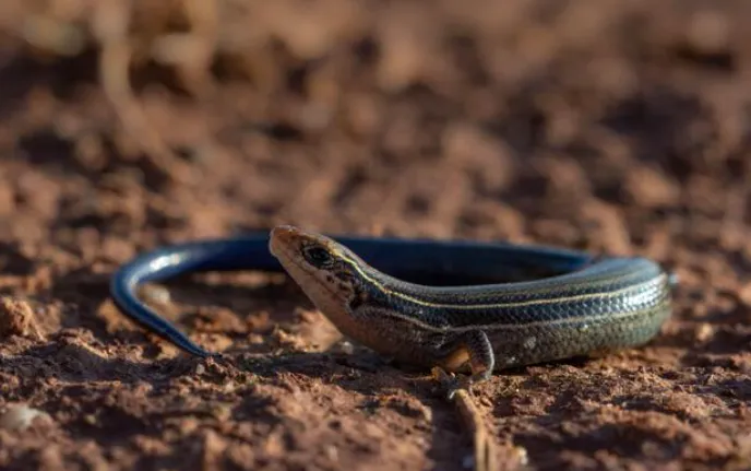 Southern Prairie Skink