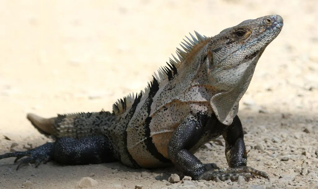 Black Spiny-tailed Iguana