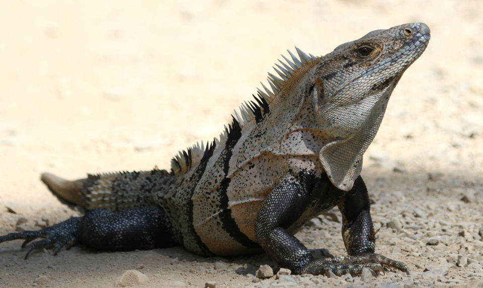 12 Fascinating Types of Iguanas for Reptile Enthusiasts – Reptile Craze