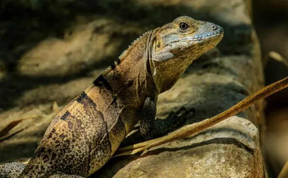 Spinytail Iguana