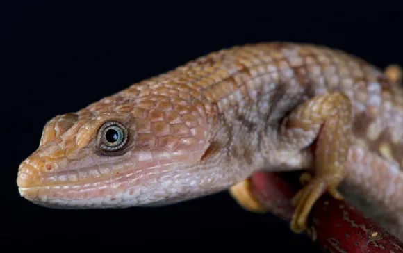 Texas Alligator Lizard