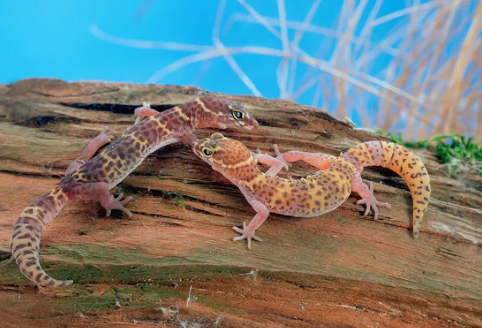 texas banded gecko