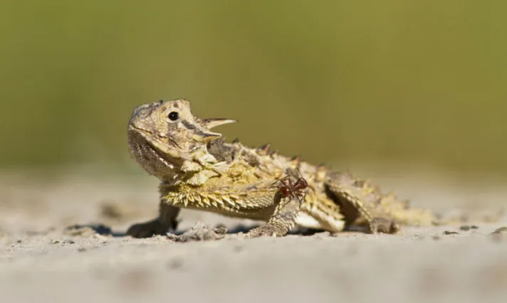 Texas Horned Lizard