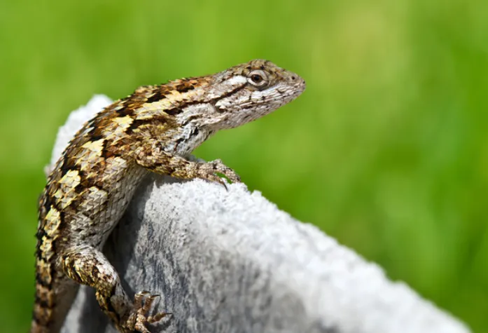 Texas Spiny Lizard