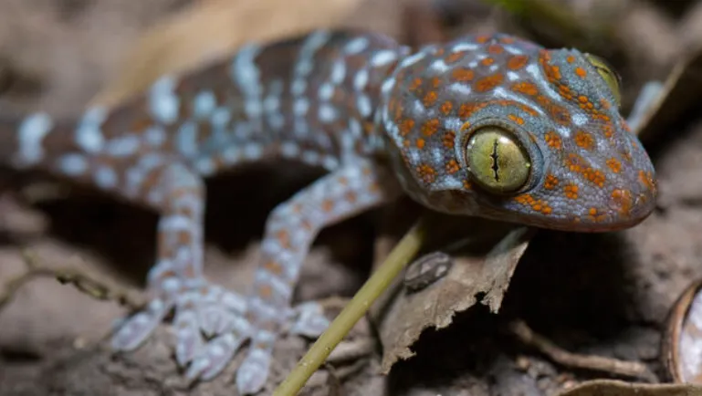 Tokay Gecko