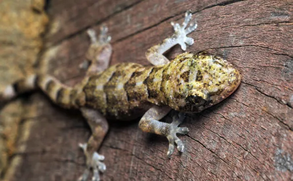 Tropical House Gecko