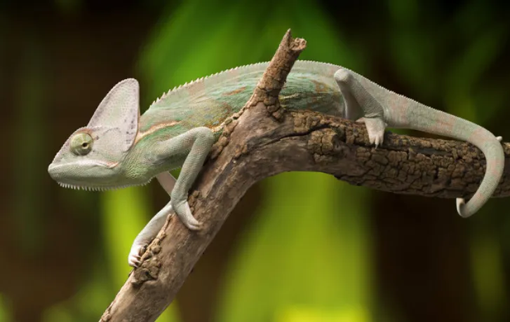 veiled chameleon