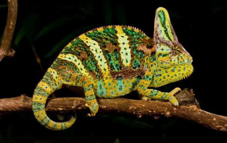 veiled chameleon profile