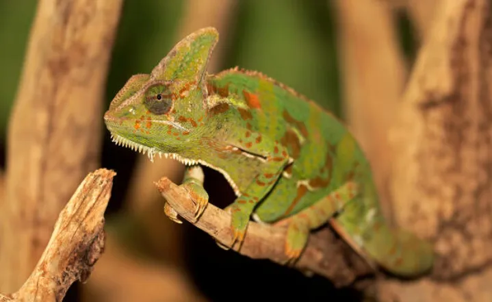 Veiled Chameleon