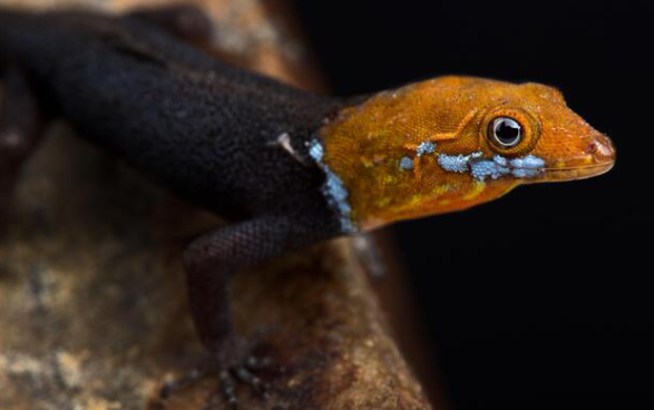 yellow-headed gecko