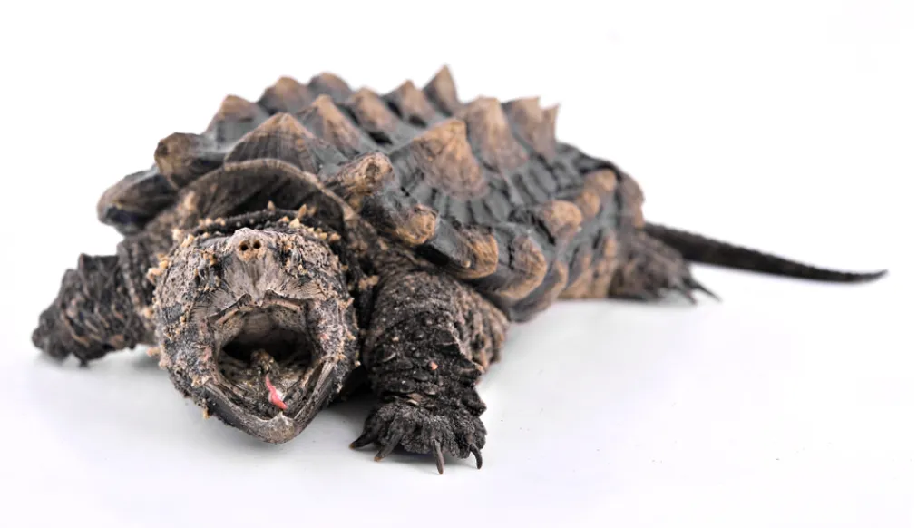 alligator snapping turtle