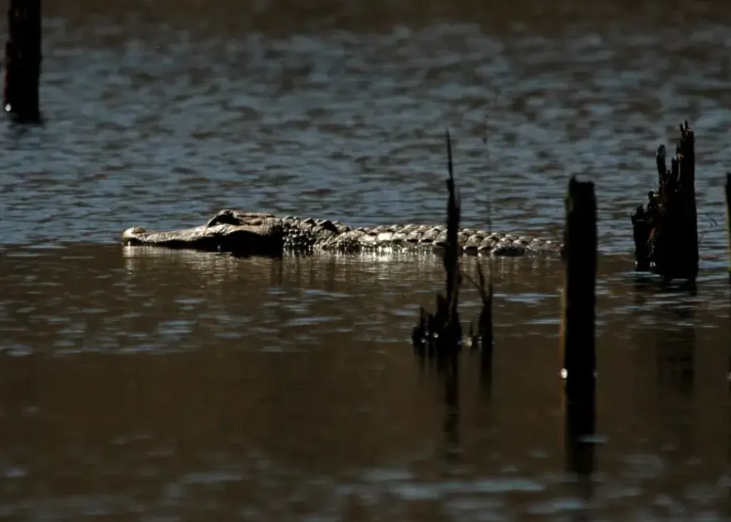 american alligator