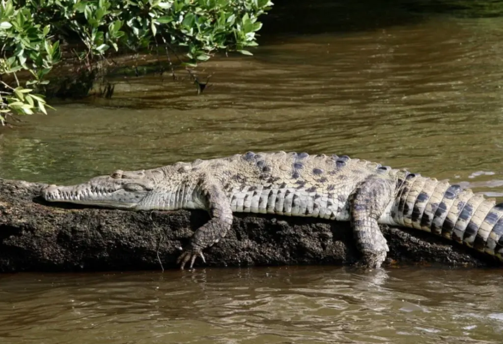 american crocodile