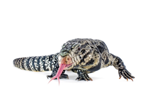 argentine black and white tegu