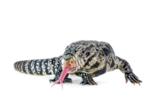 argentine black and white tegu