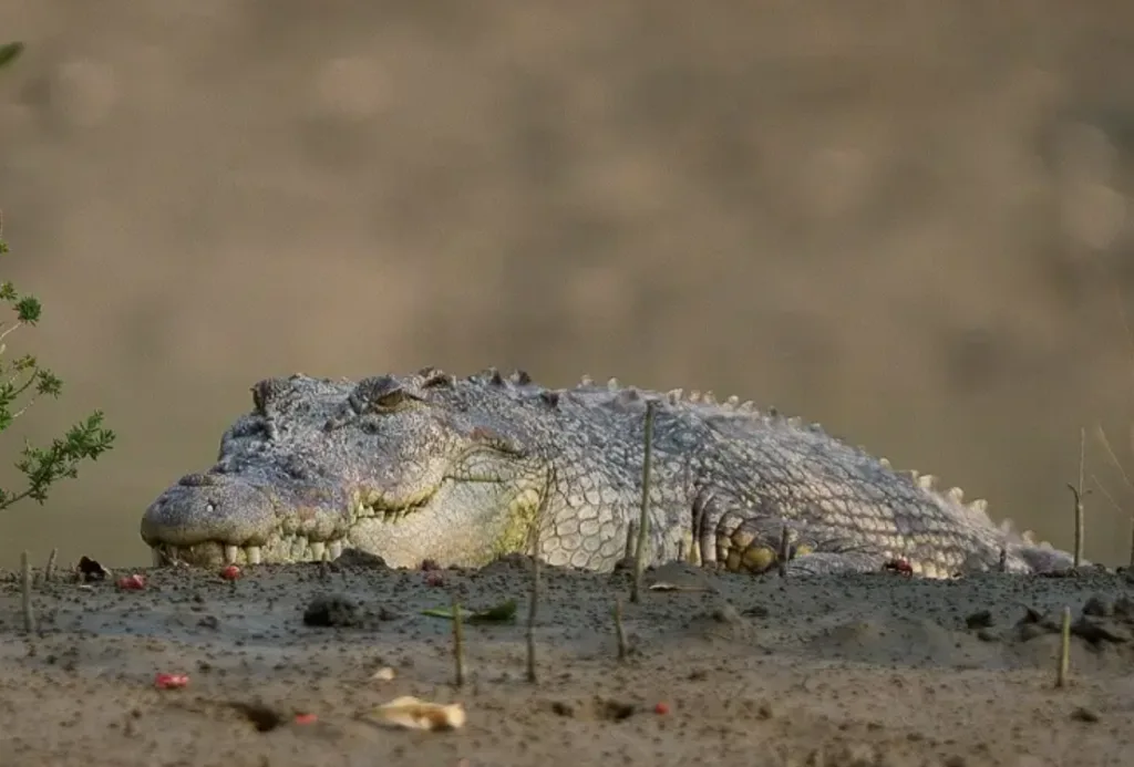 australian saltwater crocodile