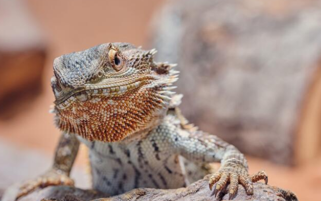 bearded dragon staring