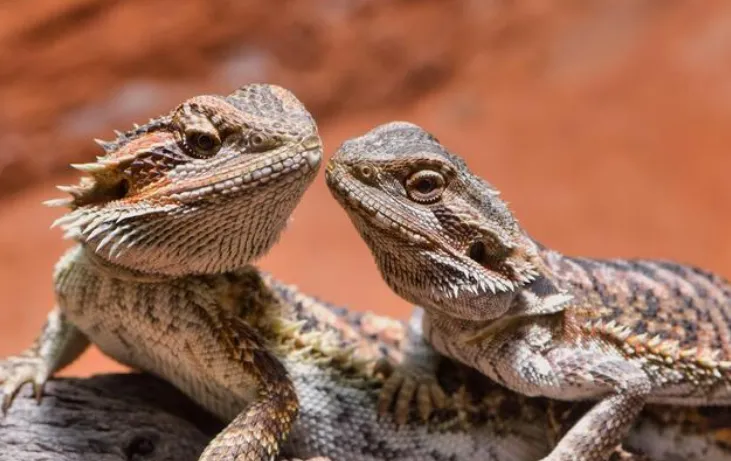 bearded dragon male and female