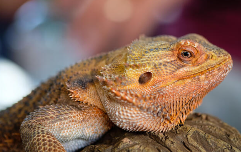 bearded dragon profile